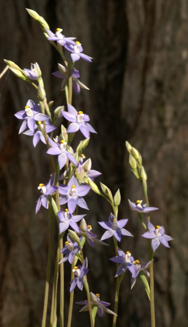 Thelymitra nuda